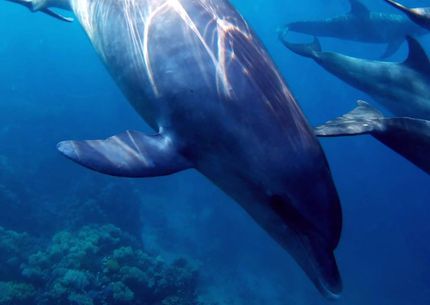 Speed VIP delfinúszás Hurghada